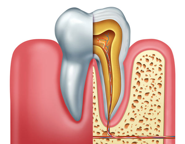 Diagram of tooth showing tooth root from San Francisco Dental Arts in San Francisco, CA
